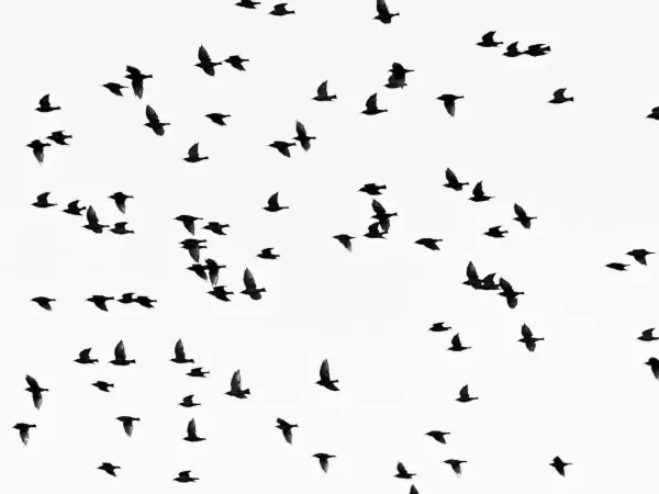 monochrome photo of flock of flying birds