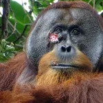 How An Orangutan is Out-Doctoring Your Doctor: A Tale of Jungle Medicine